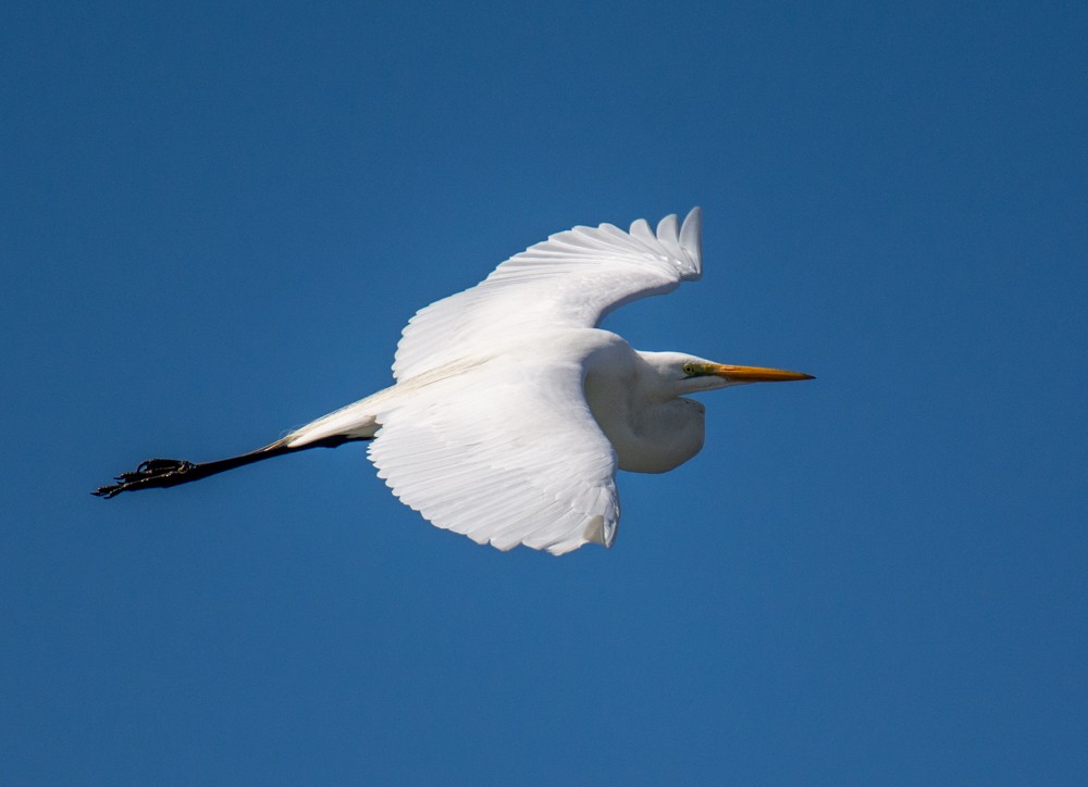 Great Egret - ML224506491