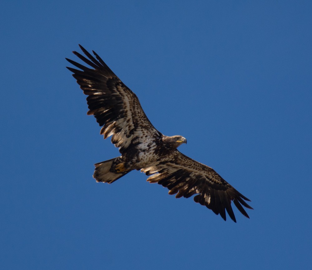 Bald Eagle - ML224507031