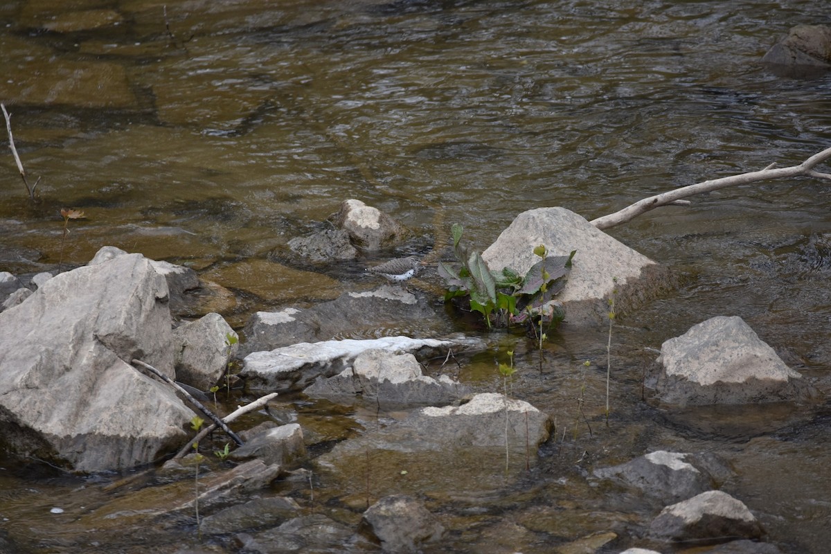 Spotted Sandpiper - Darlene Kershner