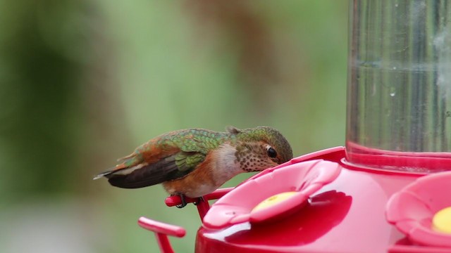 Rufous/Allen's Hummingbird - ML224509621