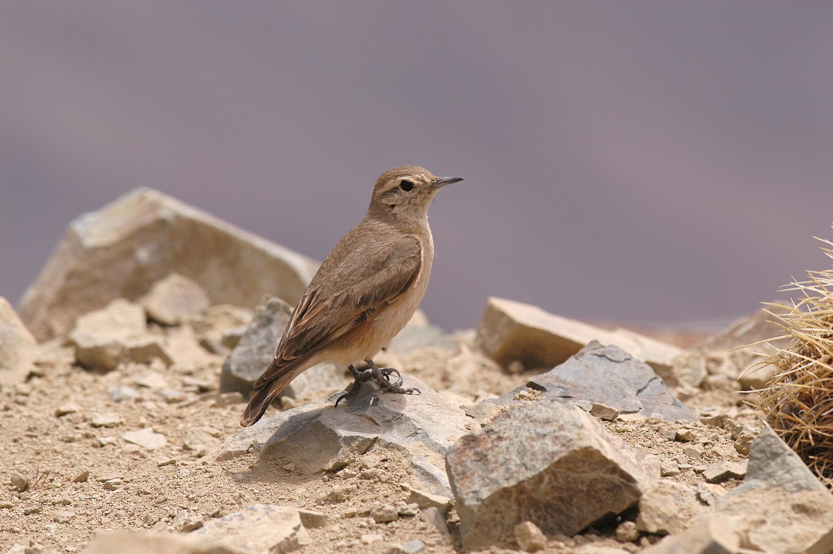 Rufous-banded Miner - Etienne Artigau🦩