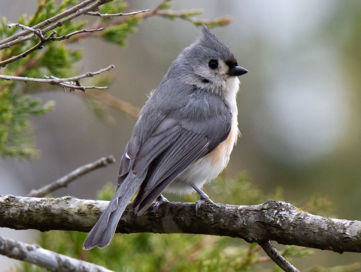 Tufted Titmouse - Jack and Shirley Foreman