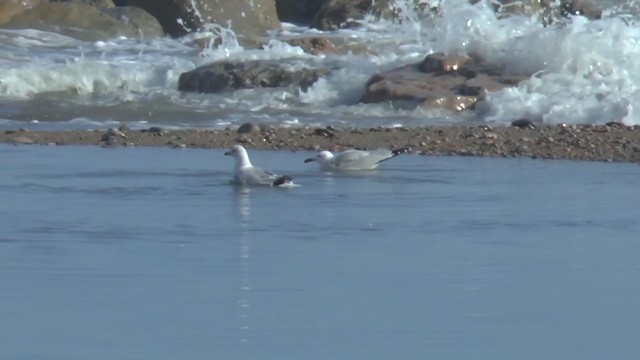 Ring-billed Gull - ML224511461