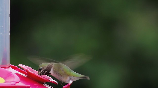Calliope Hummingbird - ML224512041