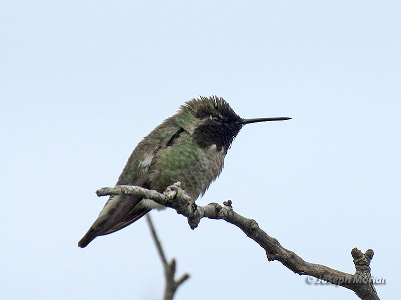 Anna's Hummingbird - Joseph Morlan