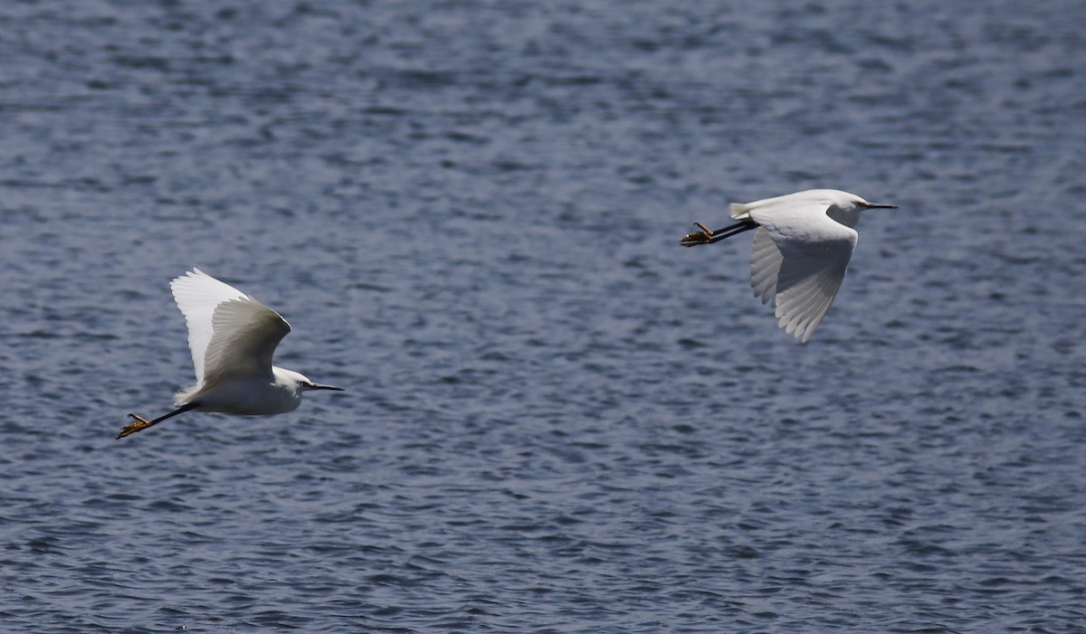 Snowy Egret - ML224512371