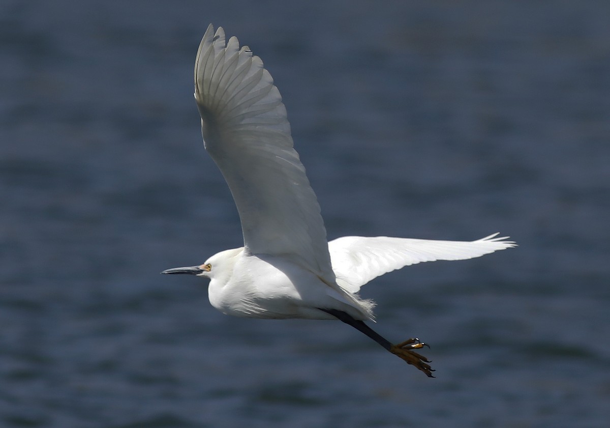 Snowy Egret - ML224512441