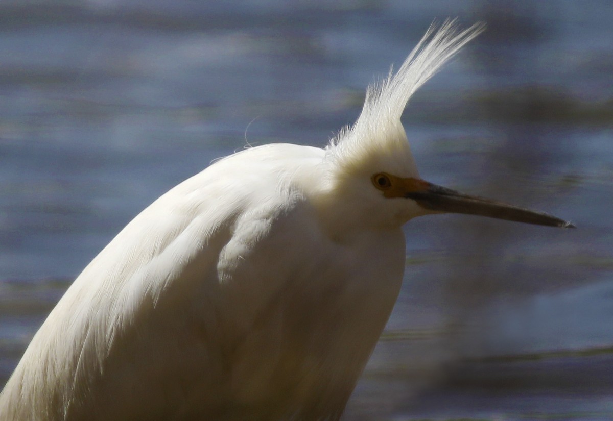 Snowy Egret - ML224512621