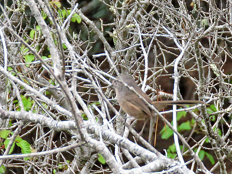 Wrentit - ML224512771