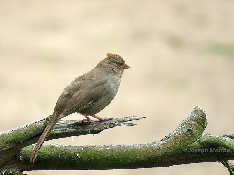 California Towhee - ML224513131