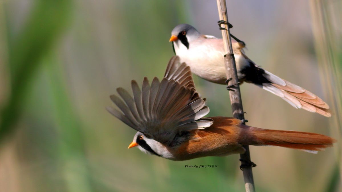 Bearded Reedling - Mustafa Çulcuoğlu