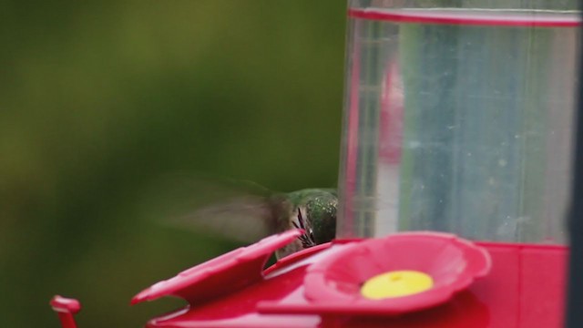 Calliope Hummingbird - ML224515471