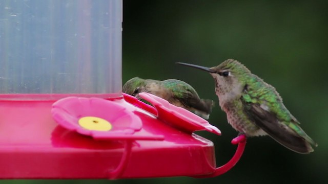 Calliope Hummingbird - ML224515621