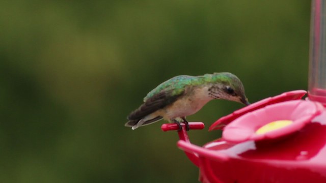 Calliope Hummingbird - ML224516721