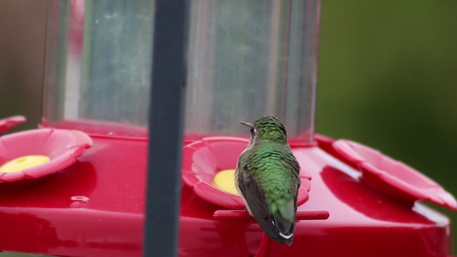 Calliope Hummingbird - ML224517281