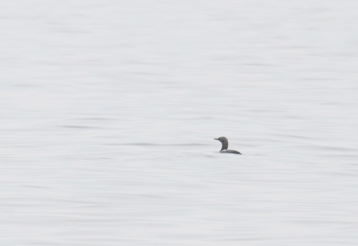 Pacific Loon - ML224519091