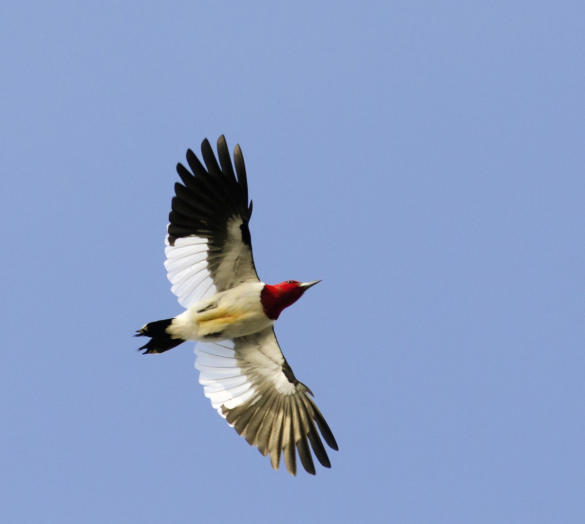 Red-headed Woodpecker - Joshua van der Meulen