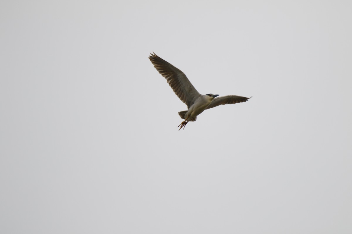 Black-crowned Night Heron - ML224519281