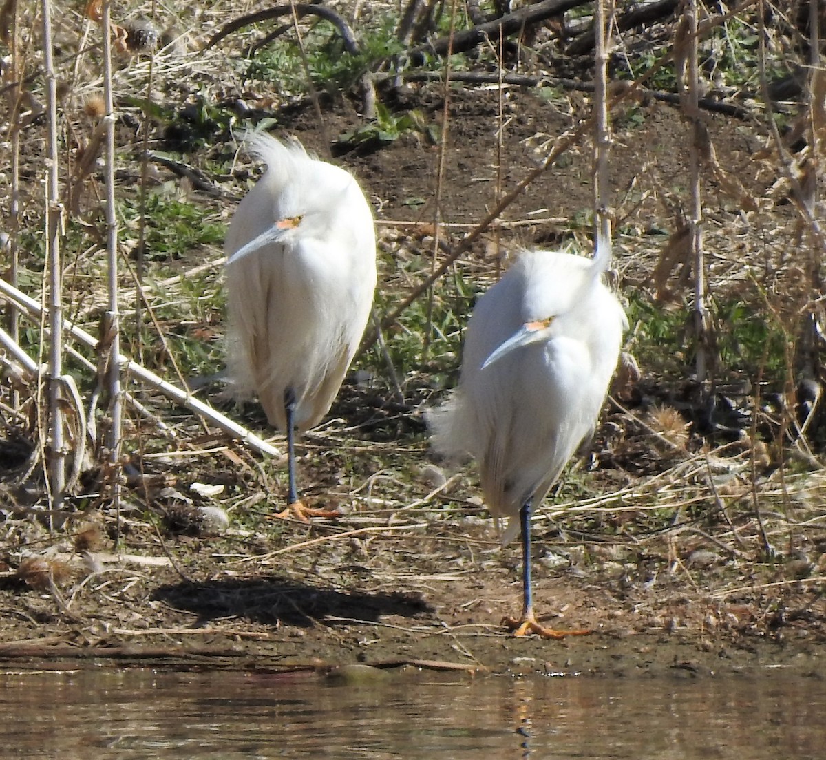 Snowy Egret - ML224519481