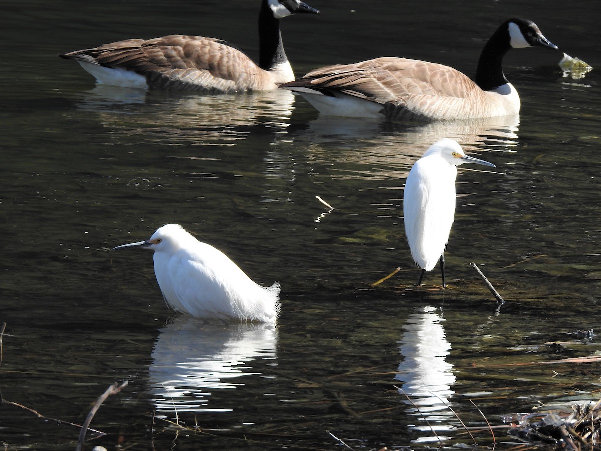Snowy Egret - ML224519501