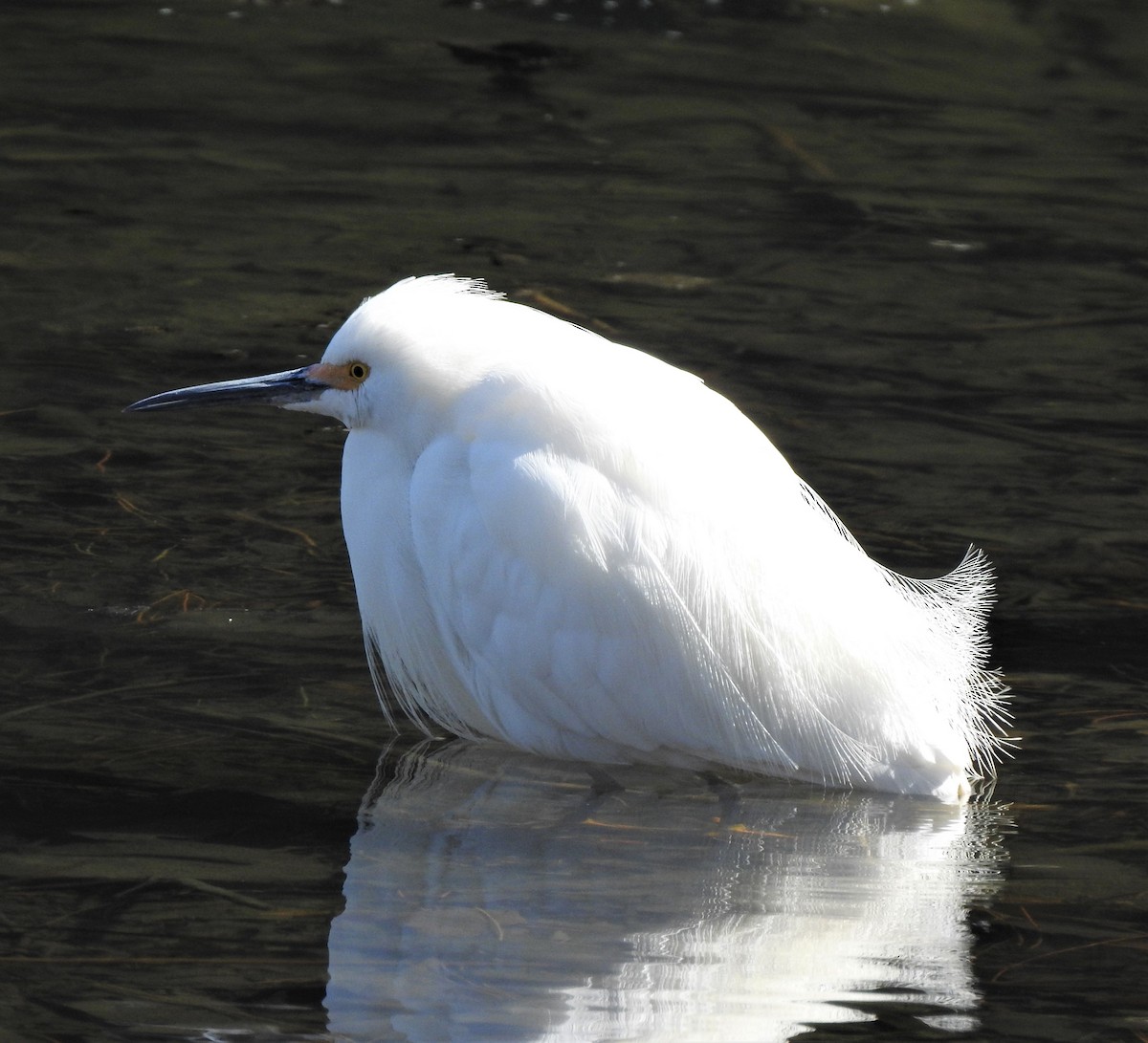 Snowy Egret - ML224519511
