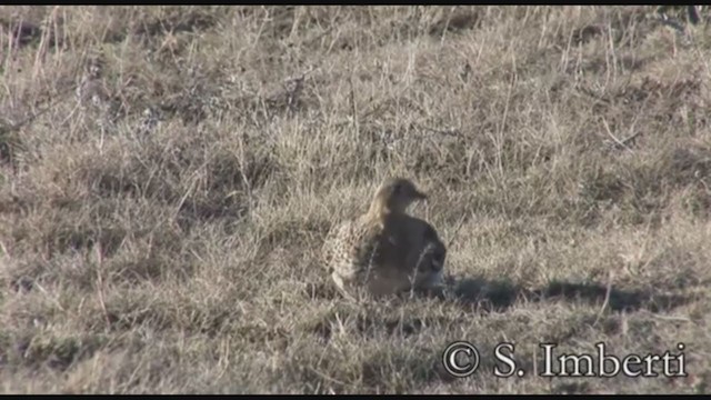 シロハラオオヒバリチドリ - ML224519671