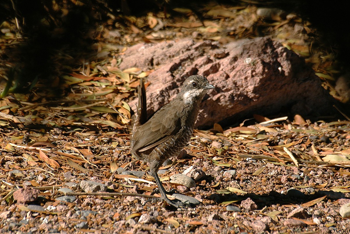 Weißbarttapaculo - ML22452111