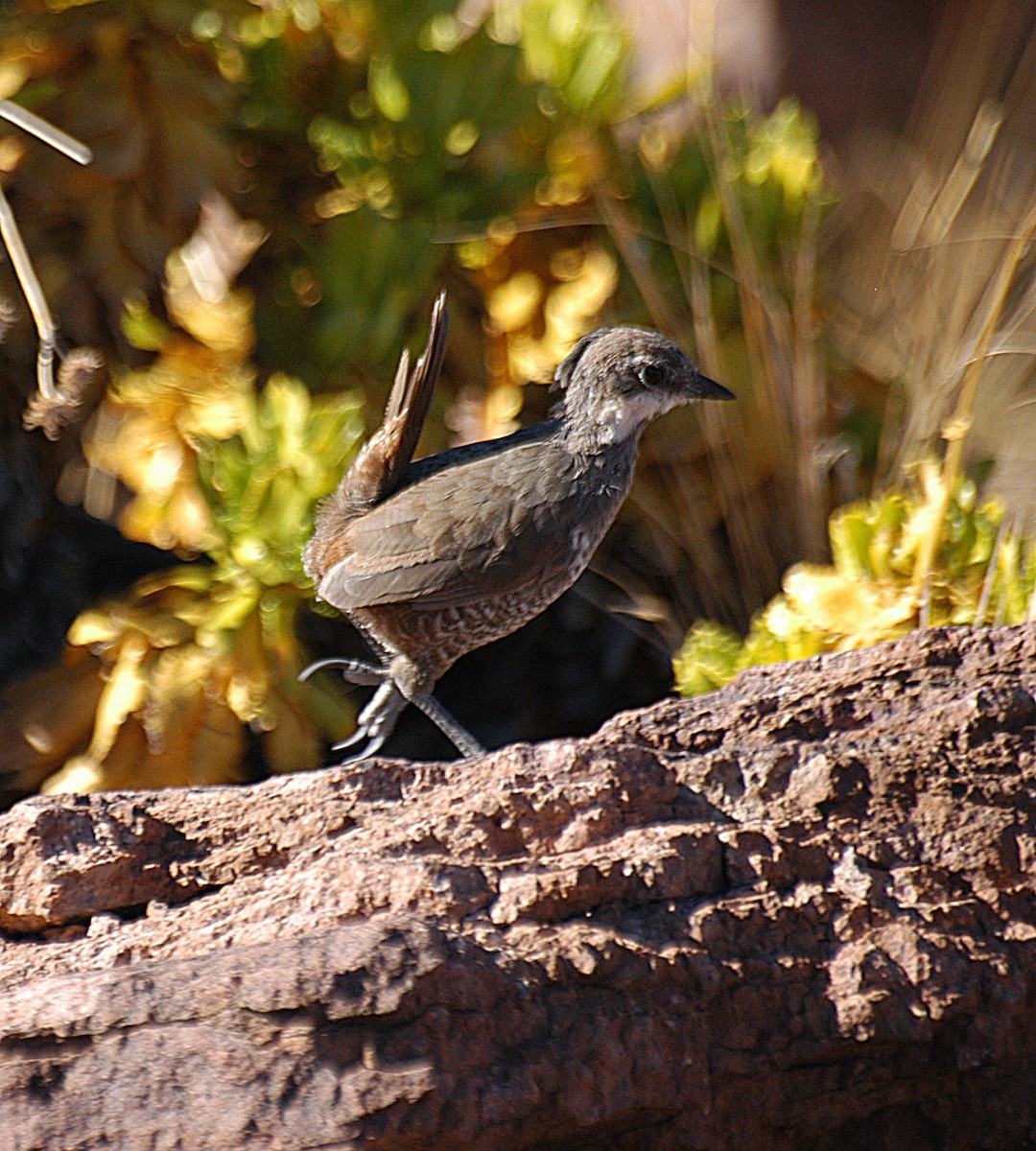 Weißbarttapaculo - ML22452121