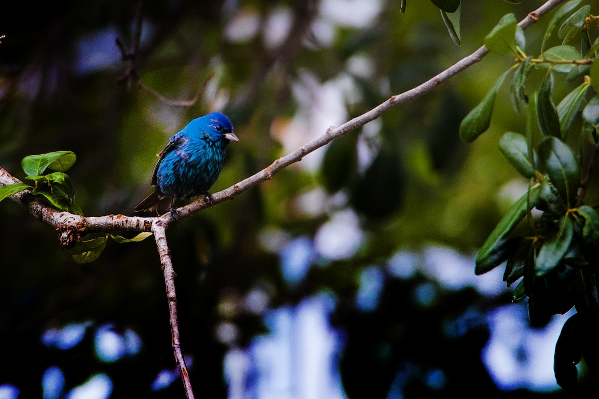 Indigo Bunting - ML224521241