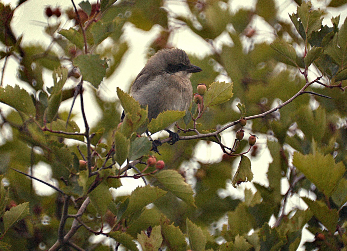 Loggerhead Shrike - ML22452181