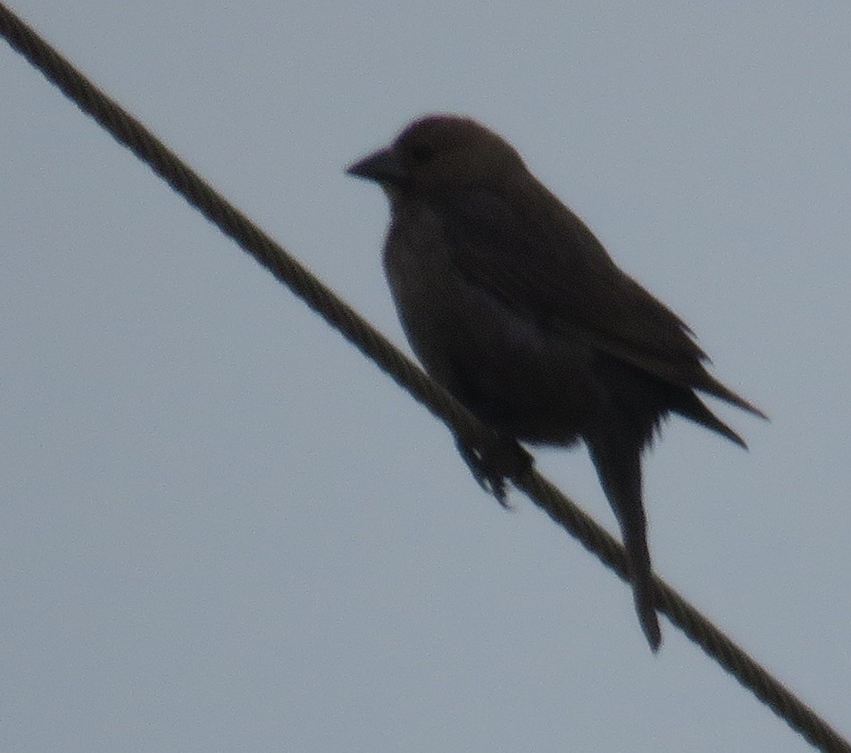 Brown-headed Cowbird - ML224525161