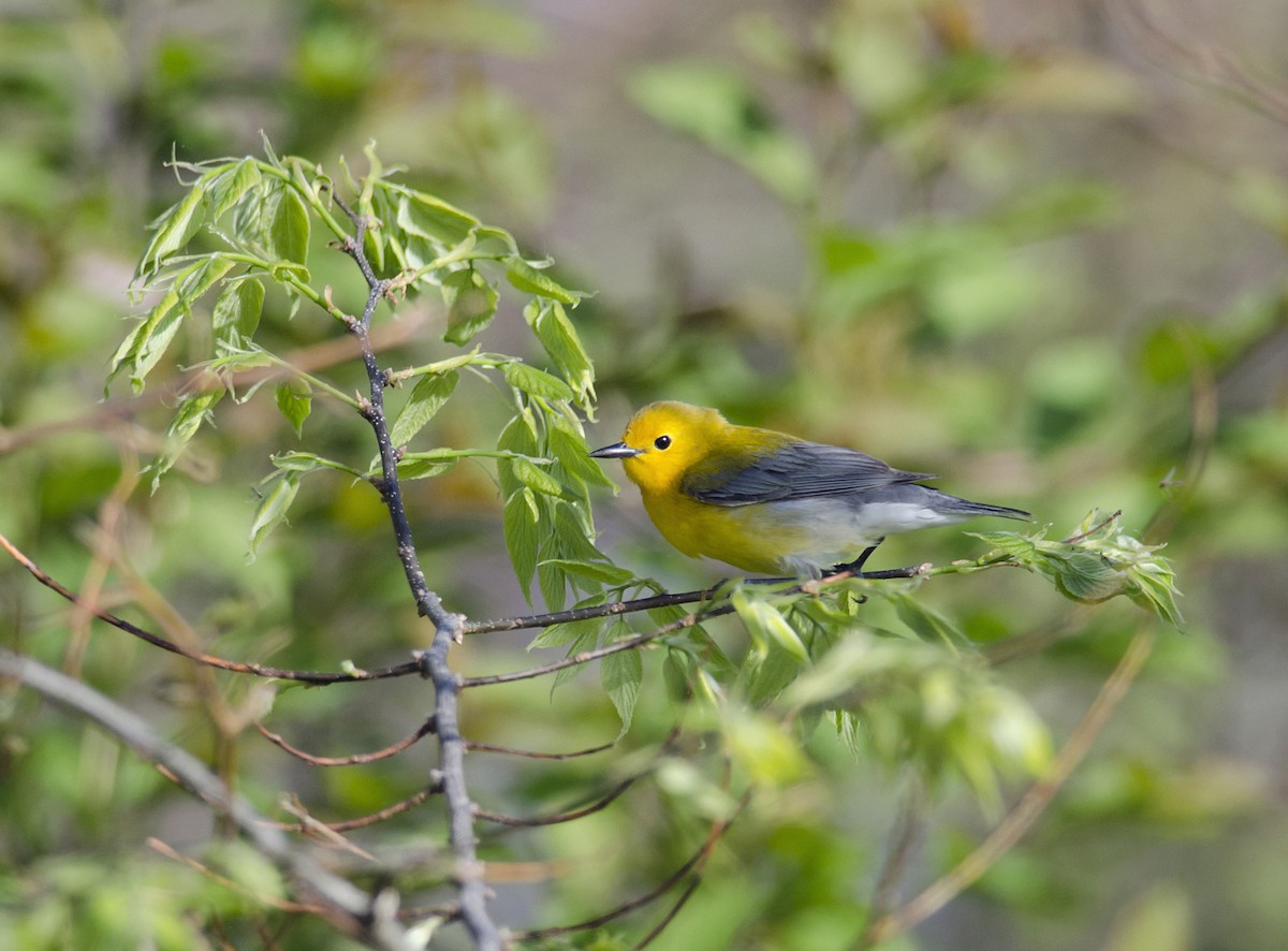 Prothonotary Warbler - Joshua Vandermeulen