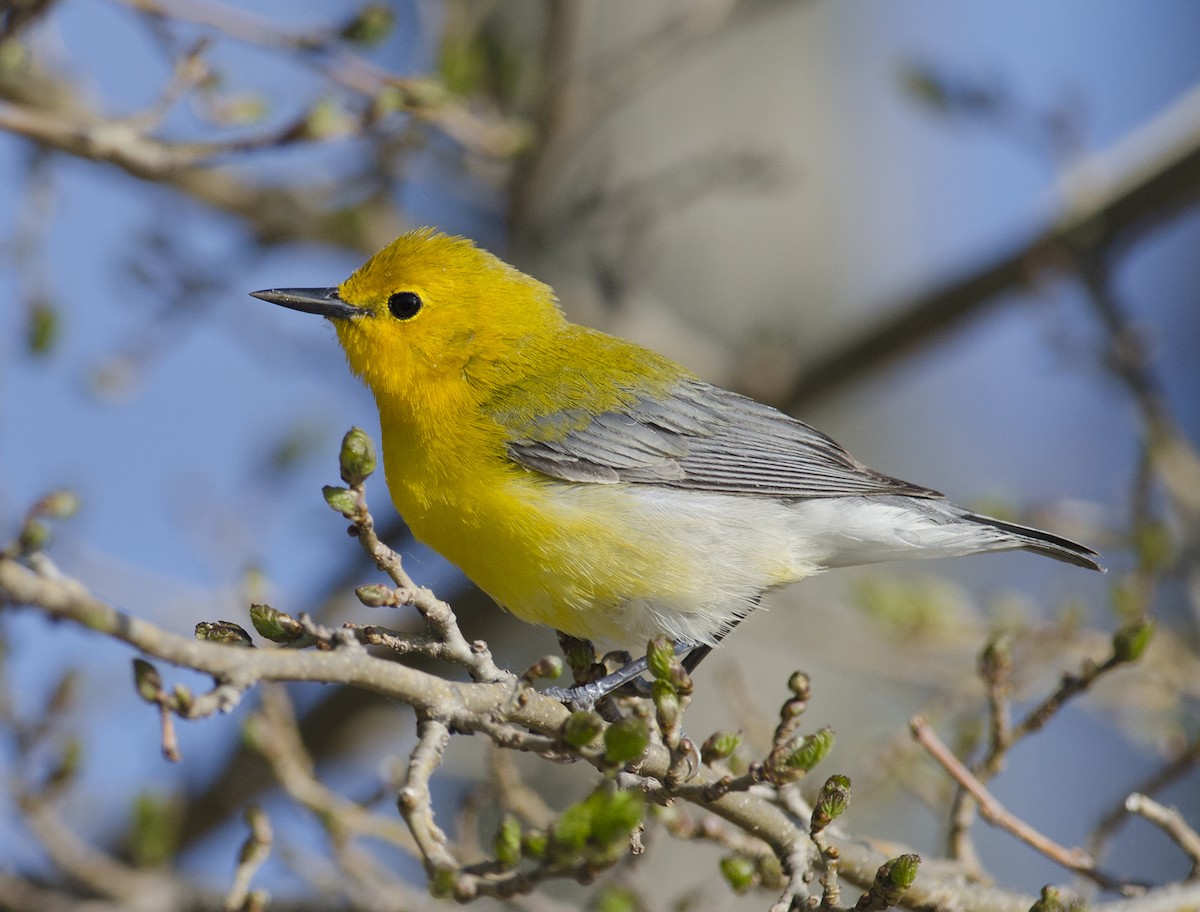 Prothonotary Warbler - Joshua Vandermeulen