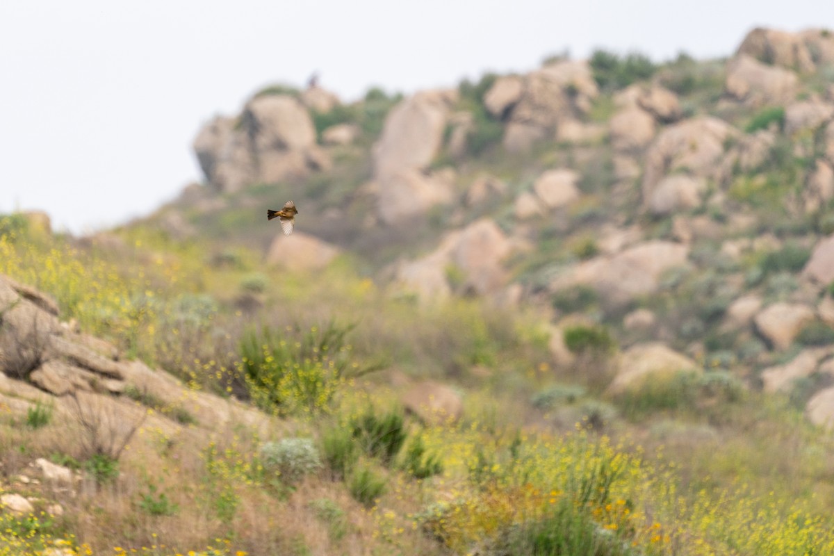 Say's Phoebe - Sal Giambruno