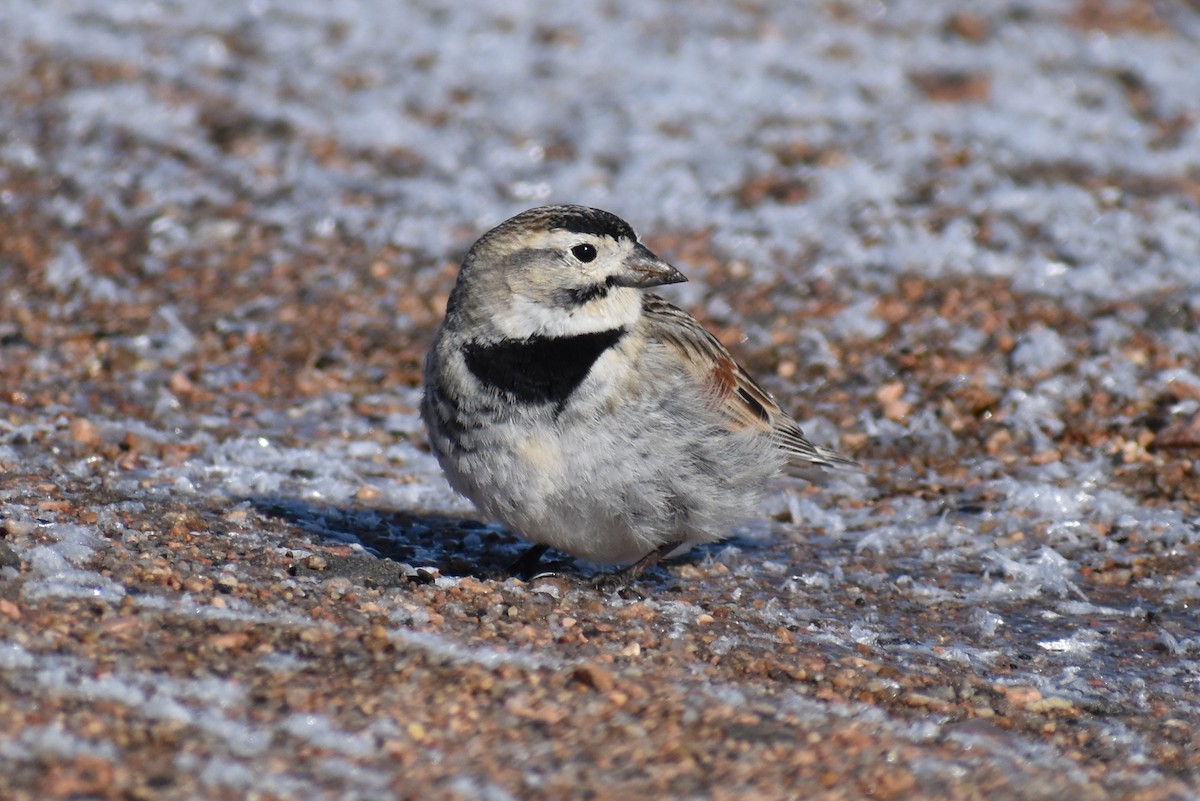 skjoldspurv - ML224526141