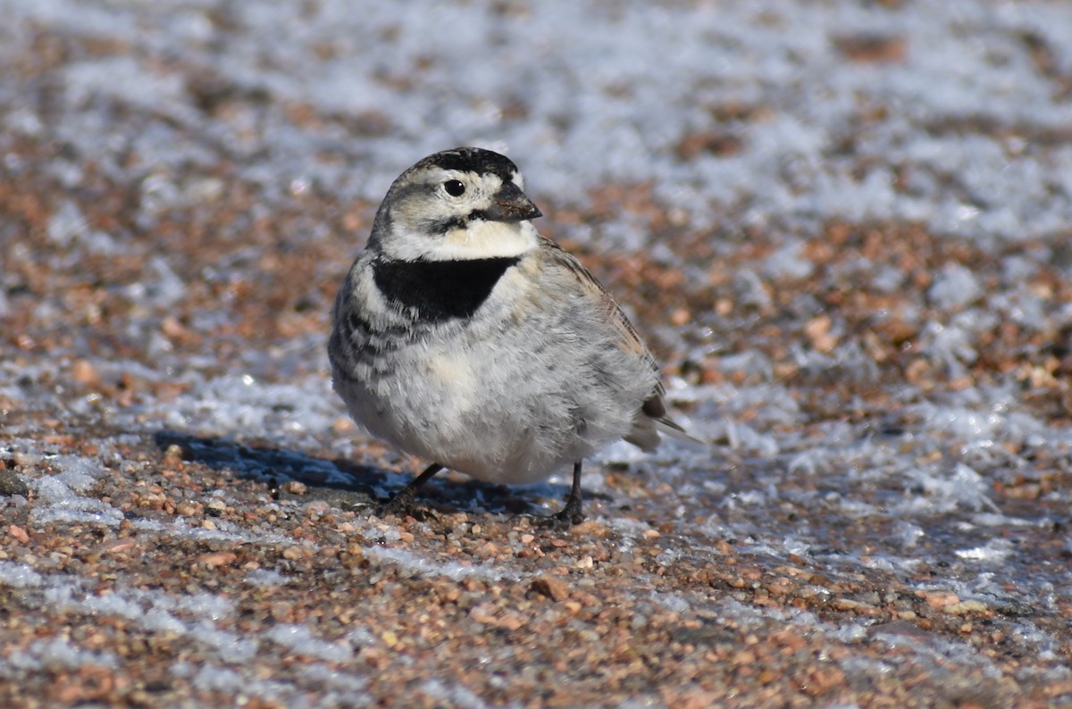 skjoldspurv - ML224526151