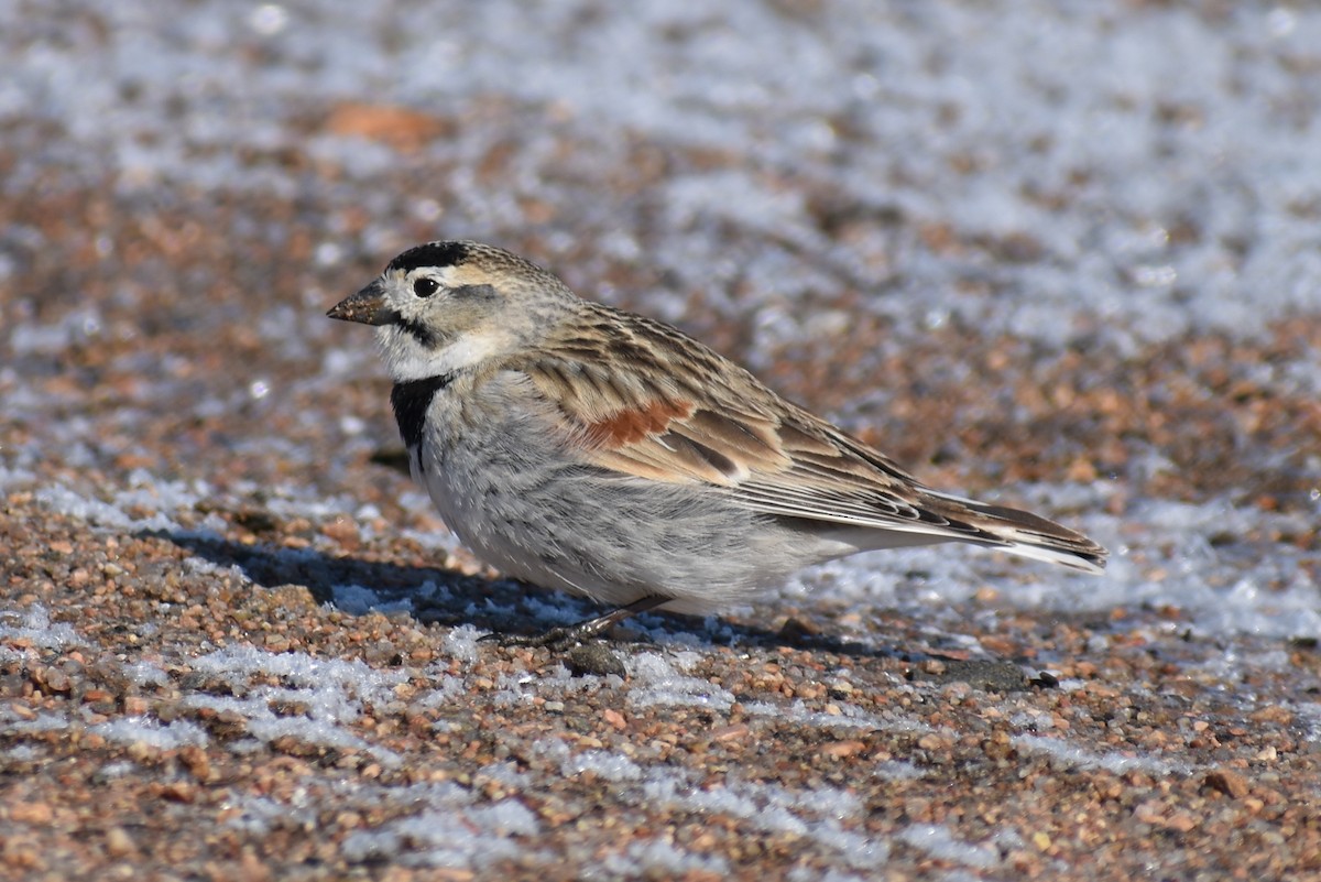 skjoldspurv - ML224526161