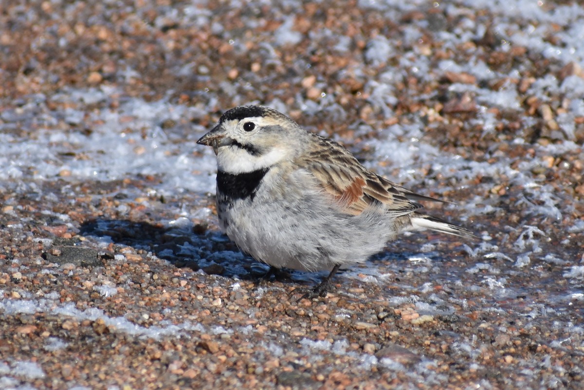 skjoldspurv - ML224526241