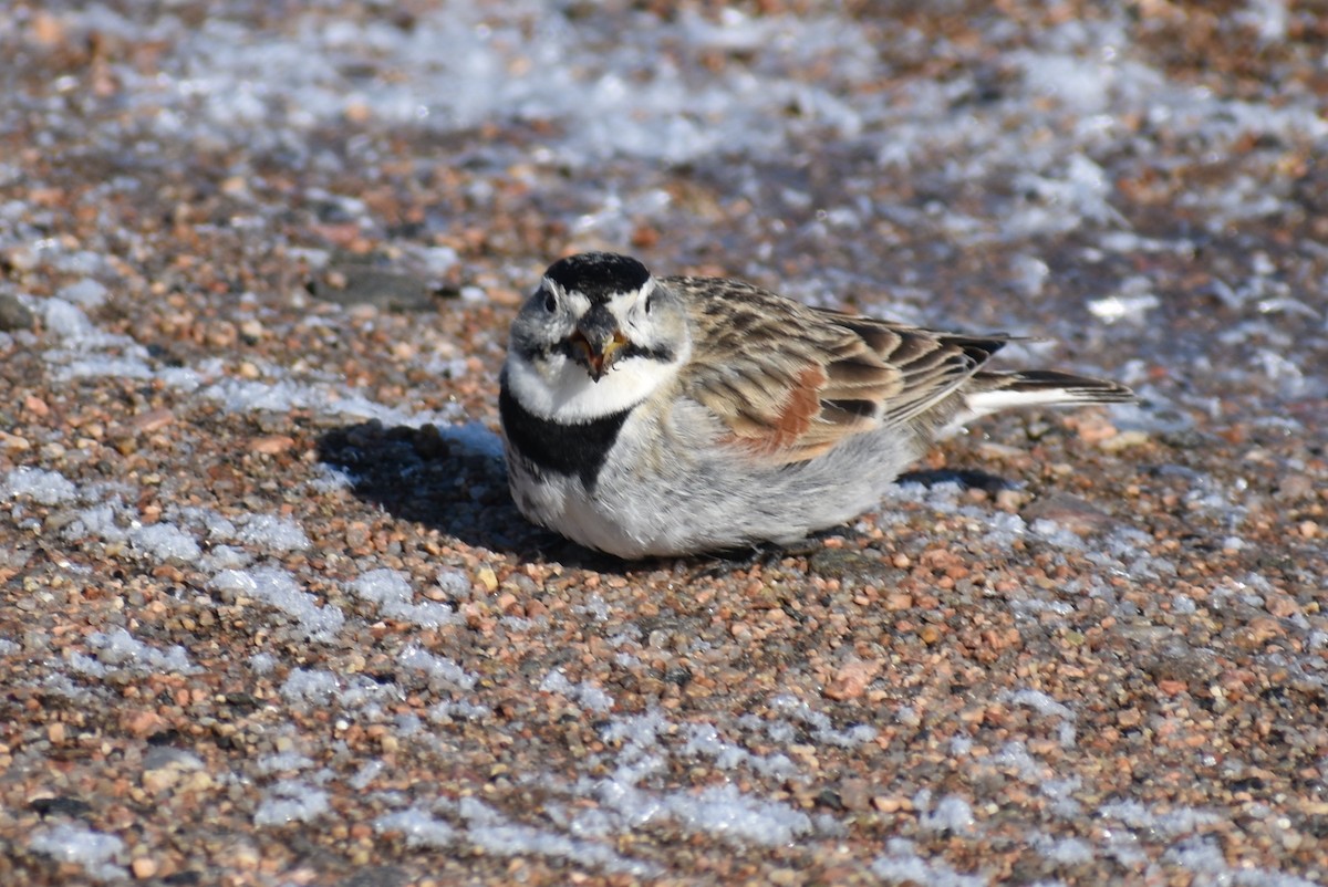 skjoldspurv - ML224526461