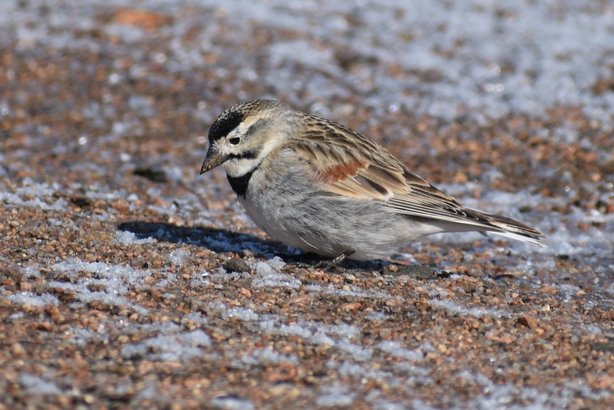 skjoldspurv - ML224526861