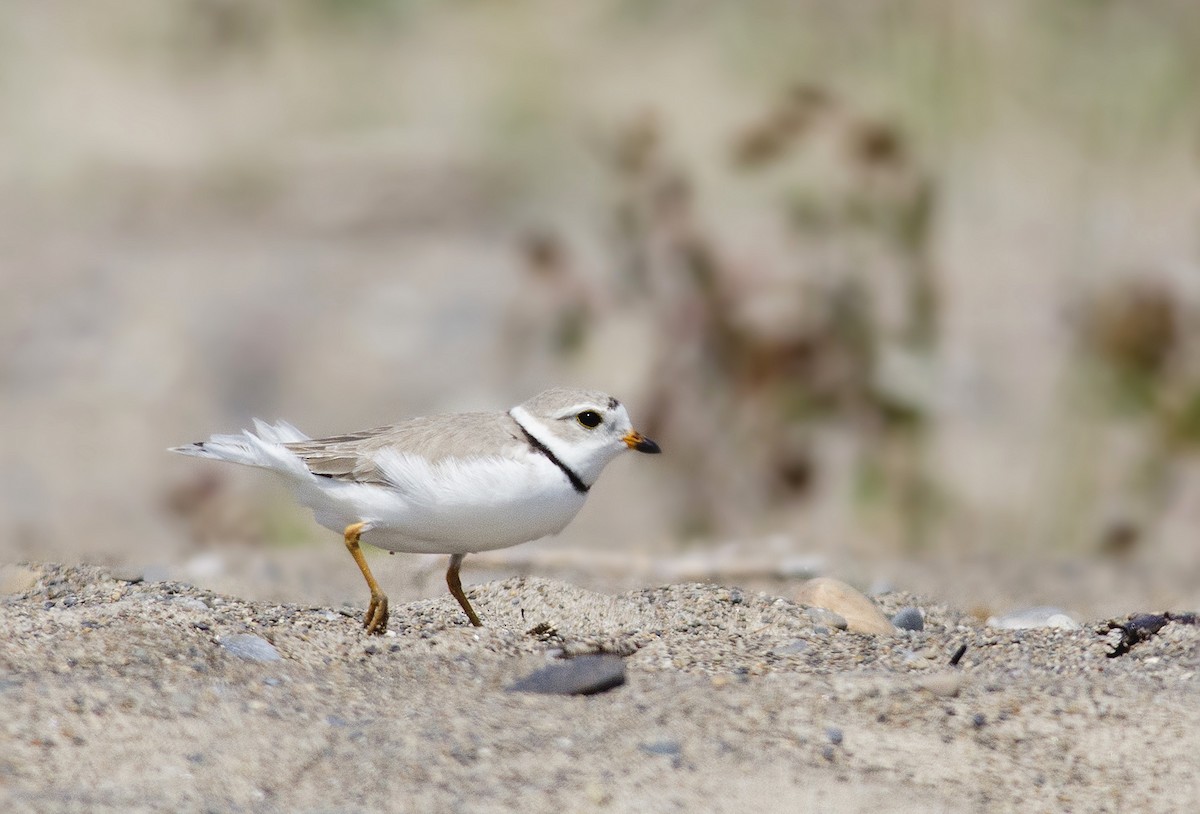 Piping Plover - ML224526871