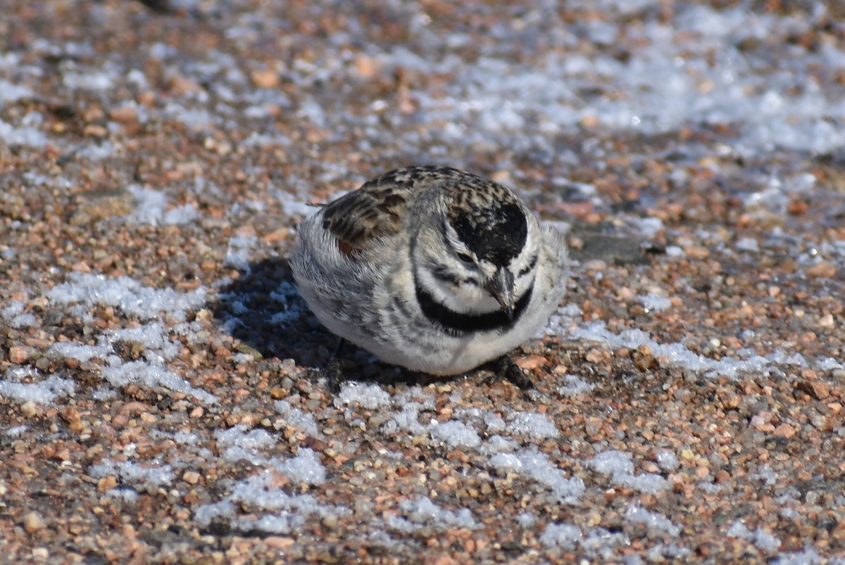 skjoldspurv - ML224527201