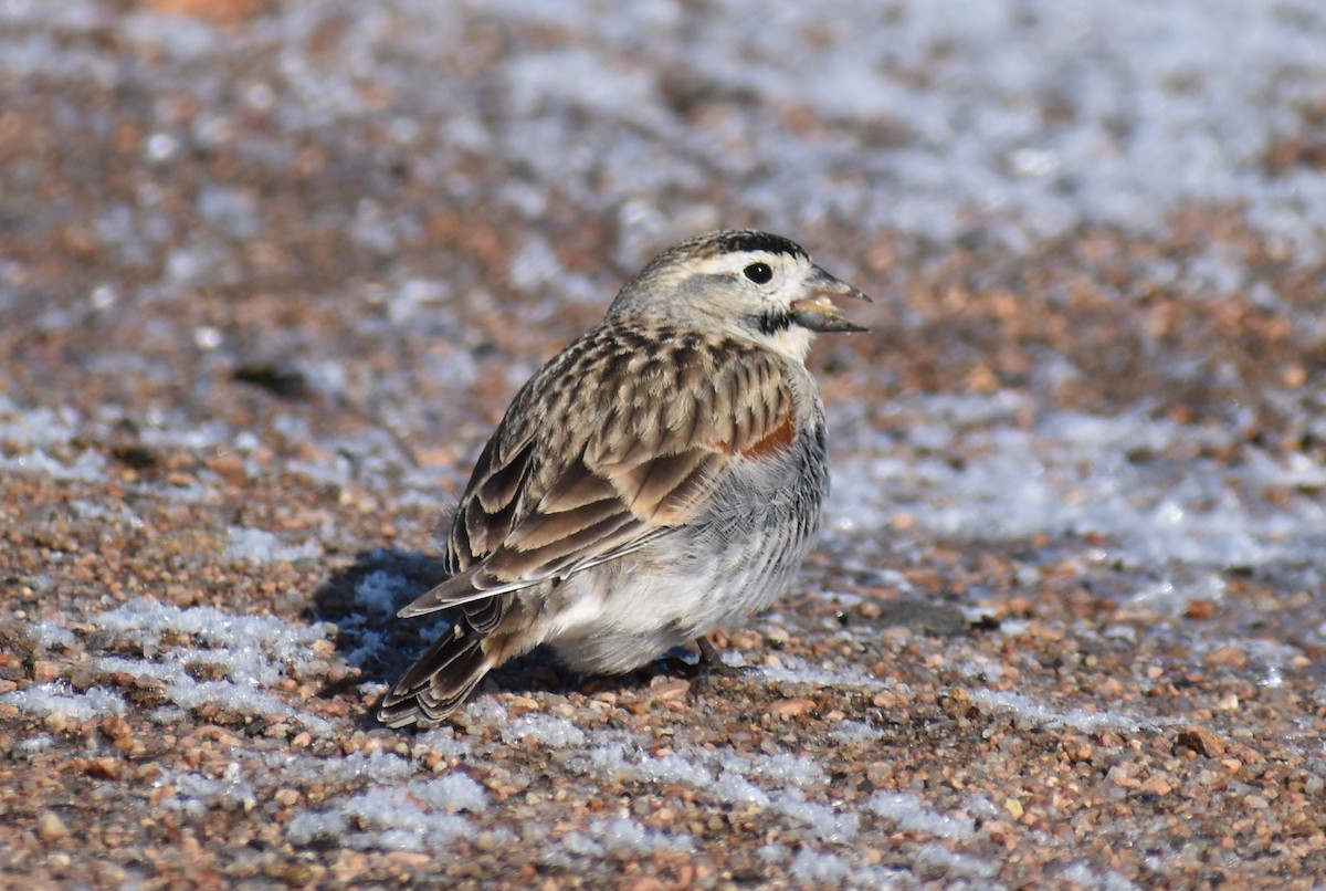 skjoldspurv - ML224527211