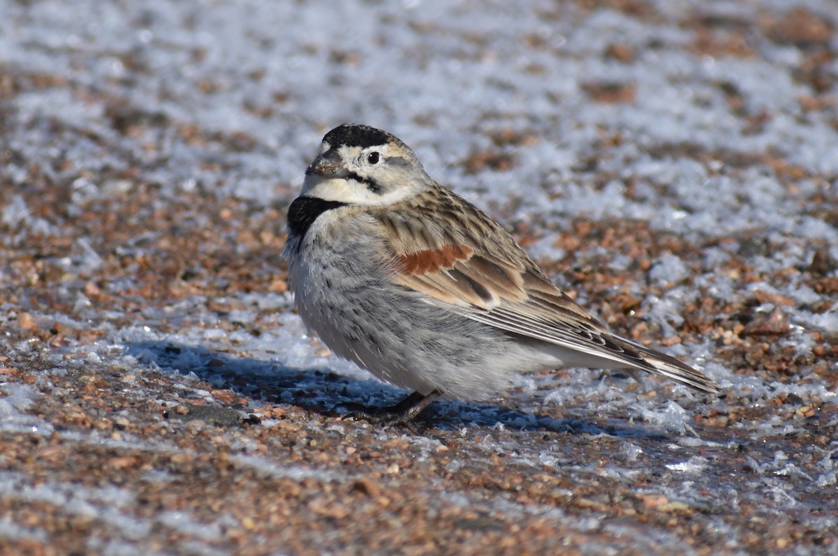 skjoldspurv - ML224527251