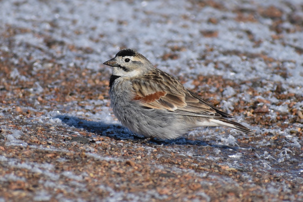 skjoldspurv - ML224528011