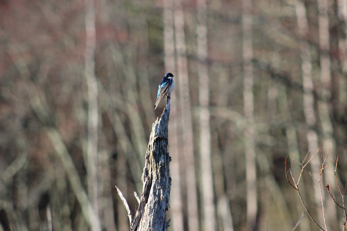 Tree Swallow - ML224531221