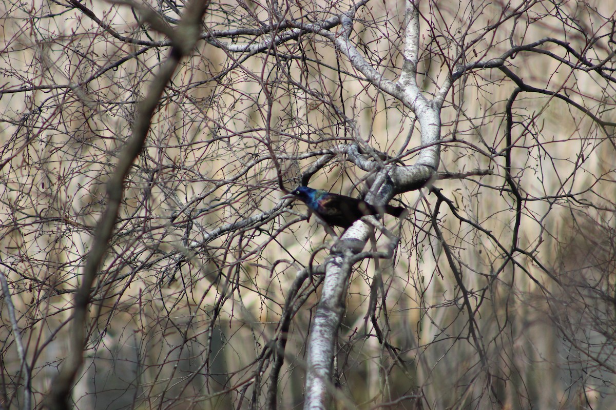 Common Grackle - ML224531511