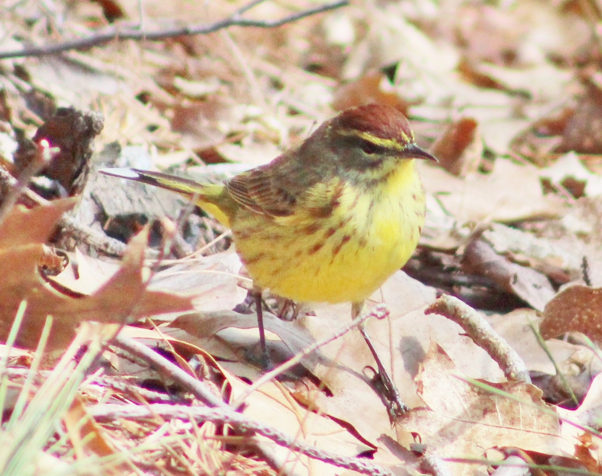 Palm Warbler (Yellow) - ML224531581