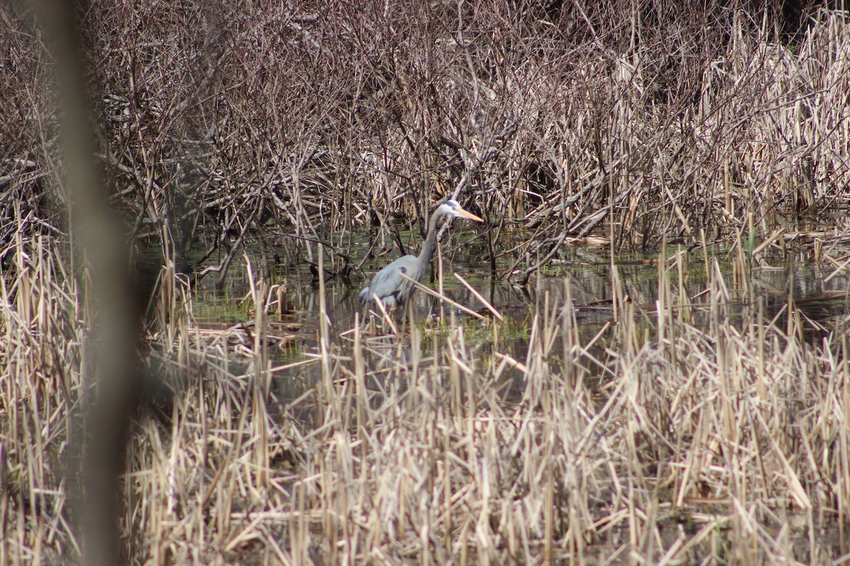 Great Blue Heron - ML224532471