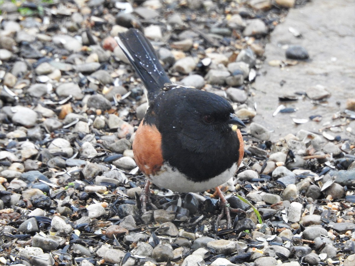 Eastern Towhee - ML224532501